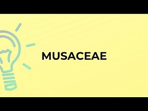 What is the meaning of the word MUSACEAE?