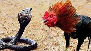 42K views · 536 reactions | Wild Animals || Bird attack big Snake - Snake vs Bird Saving animal from king cobra snake | Wild Animals | Facebook
