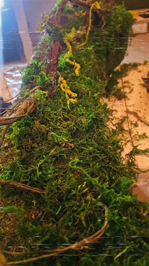 #sneakpeek #Reborn #reborncommunity #community #1st West Coast Doll Show February 28-March 1 !!! Mark your calendars!! | West Coast Doll Show | Facebook