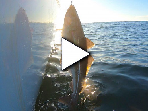 On The Water’s Angling Adventures Presents Fippennies Ledge Pollock - On The Water