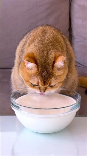 Milk Madness: The Ultimate Dairy Prank Showdown!