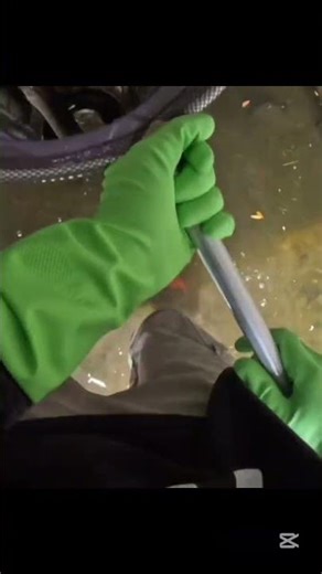 Catching an eel inside creek tunnel! #fishing ￼#eel #shortsfeed