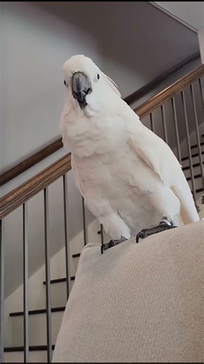 Kevvy is back in action. All tests came back normal and she is #parrot #cockatoo #funny #pets #vlog