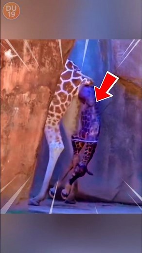 160 cm at Birth?! The Shocking Truth About Baby Giraffes!