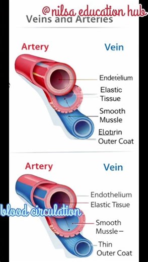 body fluids and blood circulation.