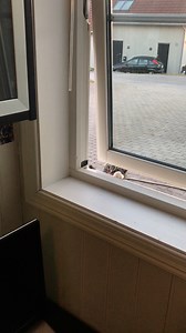 1.3M views · 10K reactions | That's one hungry cat! | Furry Tails | Facebook