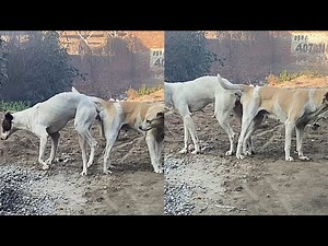 Stray dogs are mating || Mating dogs.