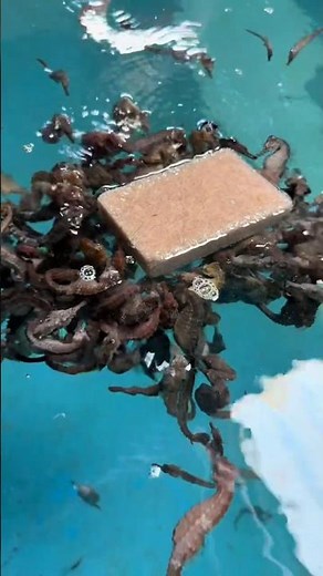 Seahorse Swarm: A Frozen Food Block Triggers a Feeding Frenzy 👀