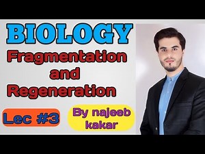 Fragmentation | Regeneration | Difference between fragmentation and Regeneration | By najeeb kakar
