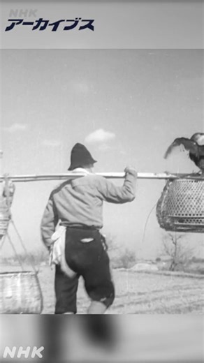 きょう2月7日は「フナの日」。映像は1953(昭和28)年の佐賀県、フナを獲る鵜飼いの様子です。鵜飼いの歴史は古く、『古事記』や『日本書紀』にも歌や記述があります。 🎞️全編はNHKアーカイブスで https://www.nhk.or.jp/archives/jidai/special/today/0207/ #昭和なつかし映像 | NHKアーカイブス