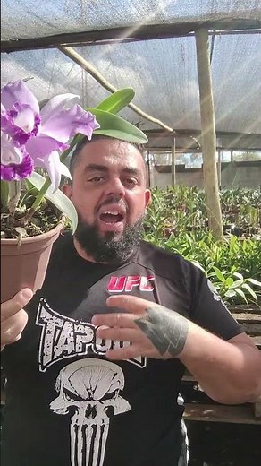 Blc. Blue Boy x Nobile's Blue Sky – The Purest Blue Orchid You'll Ever See!