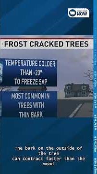 Exploding trees? What extreme cold can really do to Iowa’s trees