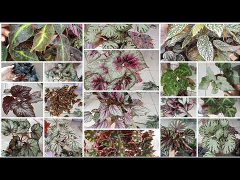 40 jenis begonia part 1