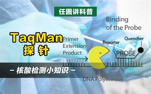 【任圃讲科普】核酸检测小知识：什么是TaqMan探针？