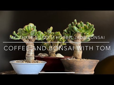 Pruning My Small Jade Plant Bonsai (Hobbit Crassula Ovata)