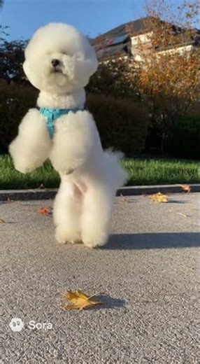 Bichon's acrobatic feats