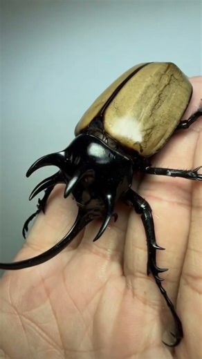 This 84mm Horned Beetle Looks Like a Real Monster!🪲 #nature #beetle #wildlife #bugs