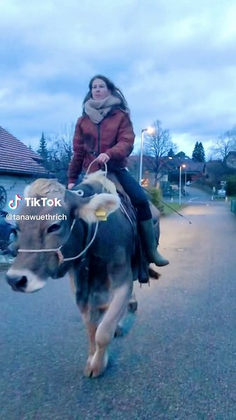 Cow Riding and Training at Dusk