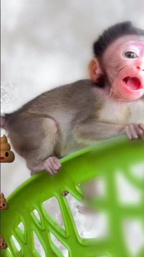 “OMG! Baby Cici Poops on the Chair 😂💩🐒”