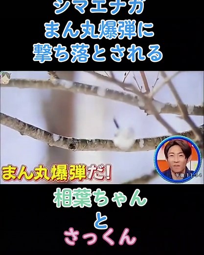 シマエナガちゃんの魅力と相葉雅紀の冒険