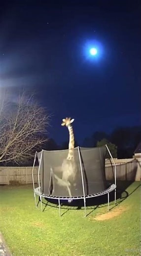 Watch These Animals Bounce on a Trampoline! 🦓🎉