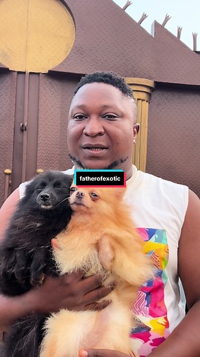 Father of Exotic: High-Quality Dogs for Sale | Pets, Animals, Nature