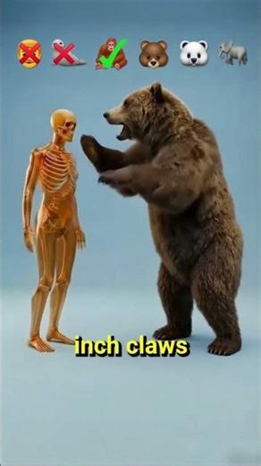 Which animal's slap could knock you out? #shorts