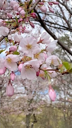 Photography|NatureBeauty🌸#shorts #naturelovers #canada #short #shortsfeed #sakura