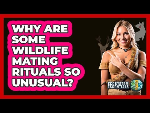 Why Are Some Wildlife Mating Rituals So Unusual? - Ecosystem Essentials