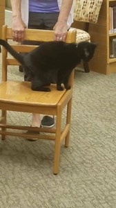 1.6K views · 295 reactions | Yay!!!! A ride!!! | Elsie the Library Cat | Facebook