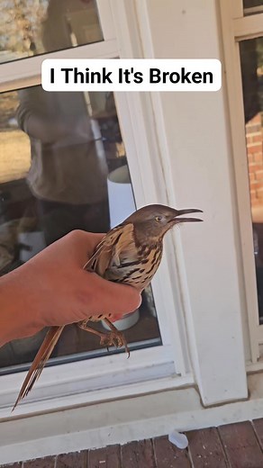 141K views · 1K reactions | Wtf am I supposed to do with a broken bird #birds #flying #nature #problem #comedy | The Clueless 2 | Facebook