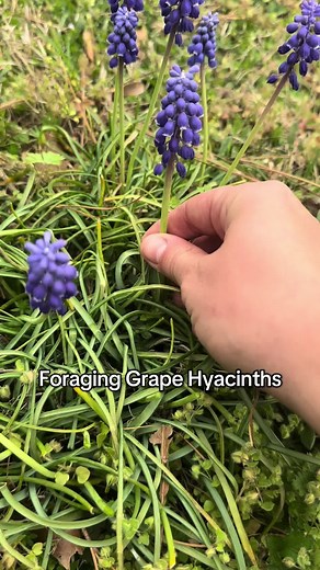 Foraging Grape Hyacinths for Delightful Recipes