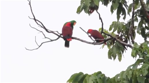 82K views · 2.9K reactions | A male Eclectus parrot feeding 2 females. | North Africa Parrot Services | Facebook