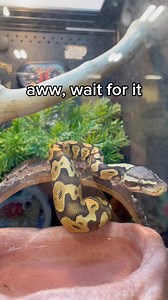 #ballpython #python #ball #reptiles #reptilesofinstagram #reptilelover #snake #pet #pets #cute #cutie #socute #adorable #love #loveit #exploring #explore #explorepage #exploremore #reels #reelsinstagram #reelsfb #reelsfypシ #reelstrending #reelsvideo #reelsviral #reelsfb #reels #viral #viralvideo #viralpost #viralreels #viralpage #virals #viralshorts #petsmart #petstore | Stacey Deann Moore