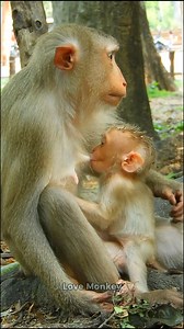 230K views · 6.6K reactions | Sweet baby monkey Mollie feeding.. | Wild - Monkeys | Facebook