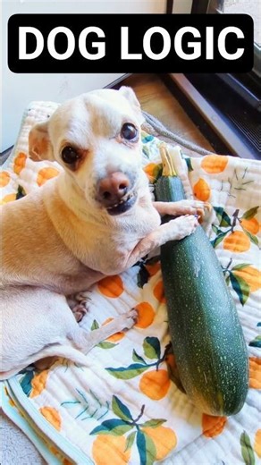 My Dog Grew a Giant Cucumber Under His Bed 😂 #funnydog #shorts
