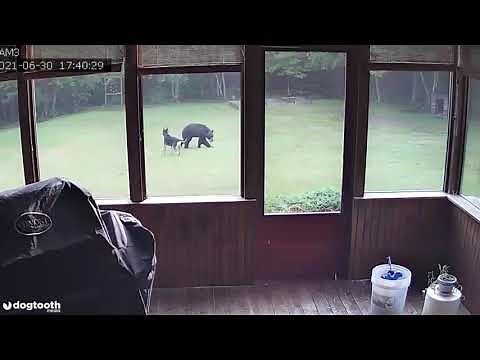 Family's Dog Plays with Black Bear in Back Garden || Dogtooth Media