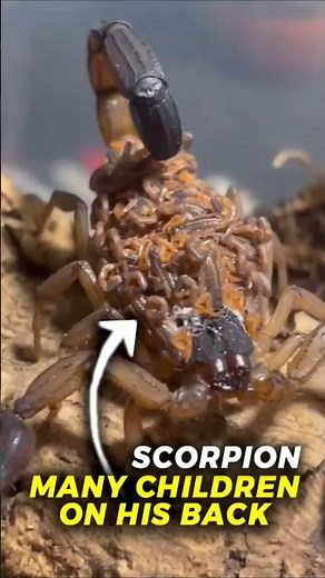 Nature’s Toughest Mom 🤯😍