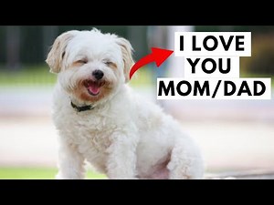 15 Secret Signs Your Maltese Dog Says I Love You But You Ignore