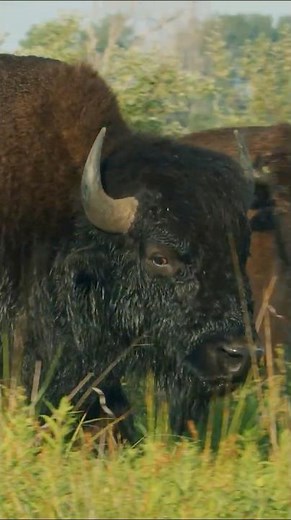 Kankakee Sands improvements designed by Purdue Landscape Architecture students