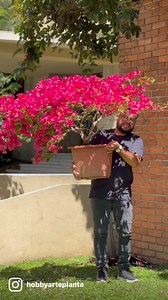 229K views · 5.3K reactions | El Las veraneras son plantas de exterior y para disfrutar constantemente de sus floraciones les recomendamos aplicar cada 15 días el abono 12~24~12 de Happy Plant 華 @dr.plantascr .:#hobbyarteplanta #veranera #trinitaria #plantshop #boutiquedeplantas #viral #brasil #plantlover #costarica #plantsmakepeoplehappy #colombia #flowers #mexico #urbanjungle #guatemala #garden #naturelovers | 퐇퐨퐛퐛퐲 퐀퐫퐭퐞 퐏퐥퐚퐧퐭퐚 | Facebook