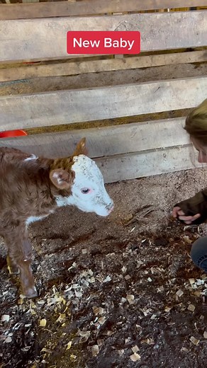 Heartwarming Cow Calves Rescue Story | New Baby Twins Arrival