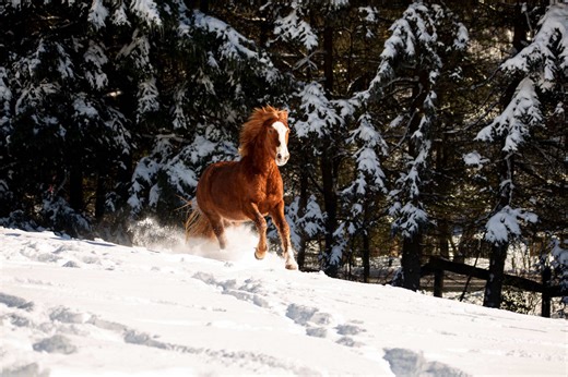 Pferde im Schnee: Glück im Stall!