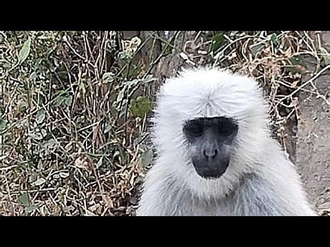 Hey where is the monkey looking at 🐒🐒🐒