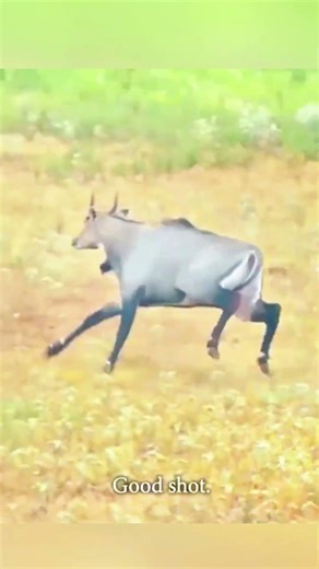 “The Most Beautiful Deer Hunting Shot Ever Captured | Pure Wilderness Magic” #archary #wildlife