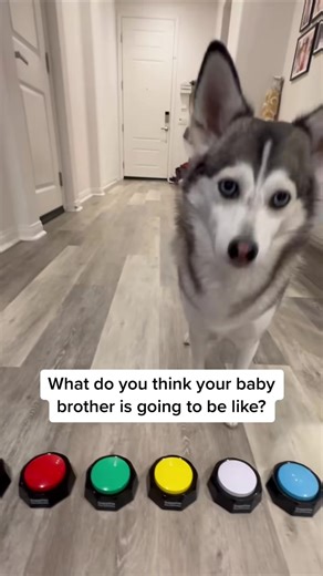 791K views · 8.7K reactions | Best way to describe my future baby bro witbout using my favorite button  #funnydog #dogs #doglover #babybrother #fyp #puppy #dog #dogsofinstagram #puppylove #dogs #puppiesofinstagram #dogstagram #dogoftheday #doglover #puppies #reel #reefb #reelvideo #reelviral #reel2023 #usa #husky | SN Drama | Facebook