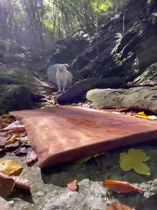 3.4K views · 43 reactions | Cooking Bonito on Earthen tile | Kristina Rybalchenko | Facebook