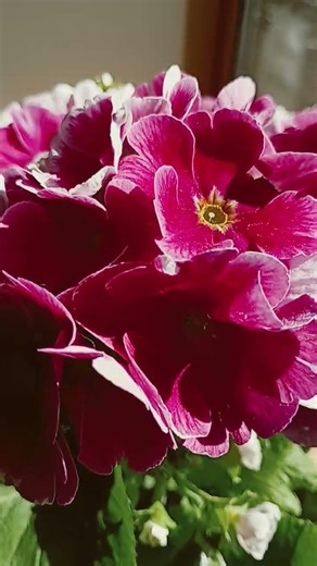 ショート997【芽吹き】#成約記念#スズキアリーナ#エブリイバン#プリムラ#spring has come#sprout#bud#Suzuki