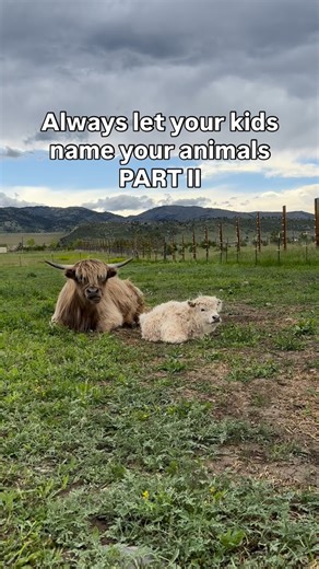 Sparrow Hill Beverage Burros & Friends | Wedding Entertainment | We get our inspiration from children’s books, construction vehicles, movies, and Home Depot paint colors. You’re welcome 😉 #animalnames... | Instagram