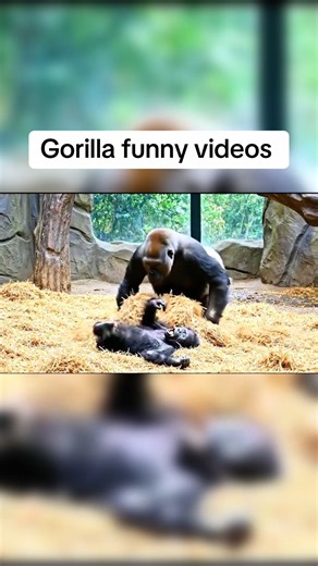 Hilarious Gorilla Moments That Will Make You Laugh